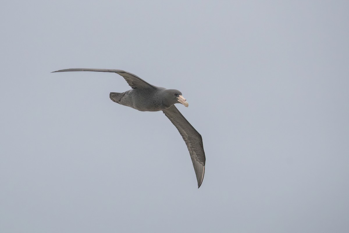 Southern Giant-Petrel - Raphael Kurz -  Aves do Sul