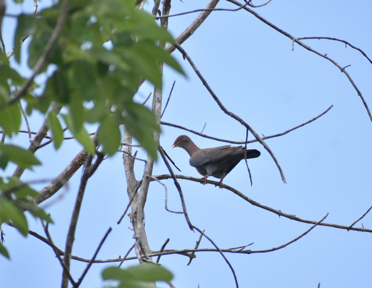 Pigeon à bec rouge - ML620688303