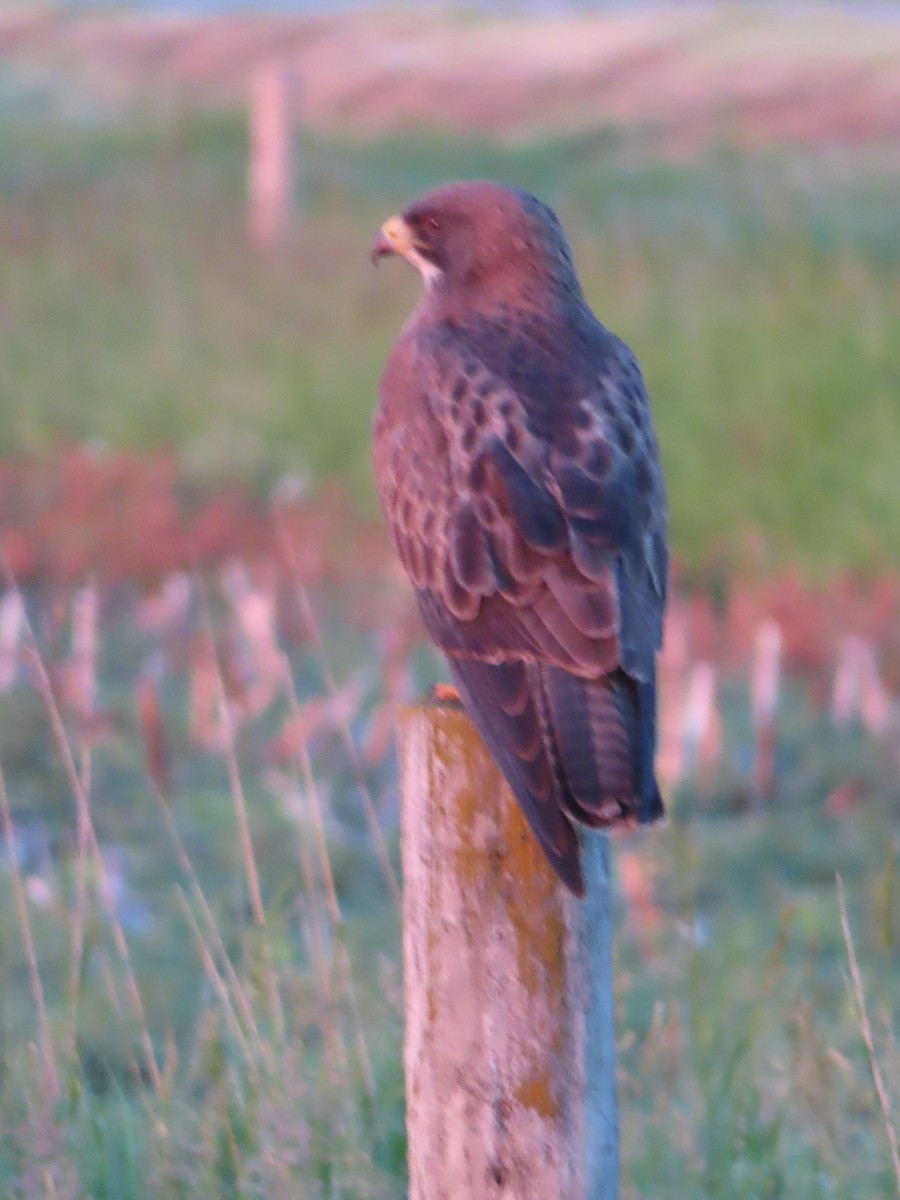 Swainson's Hawk - ML620688306