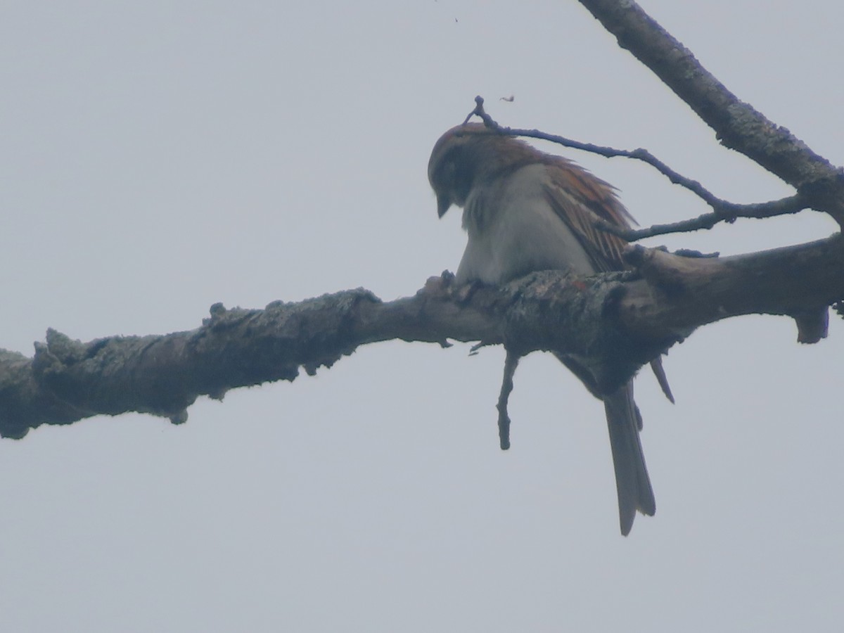 Chipping Sparrow - ML620688307