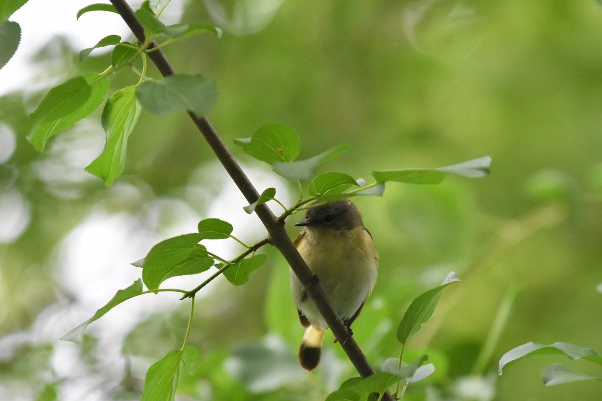 American Redstart - ML620688309