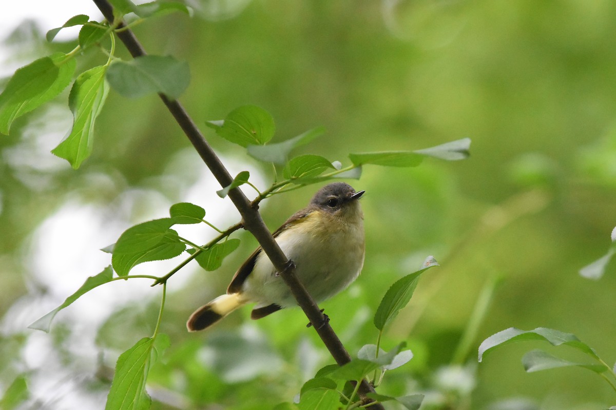 American Redstart - ML620688310