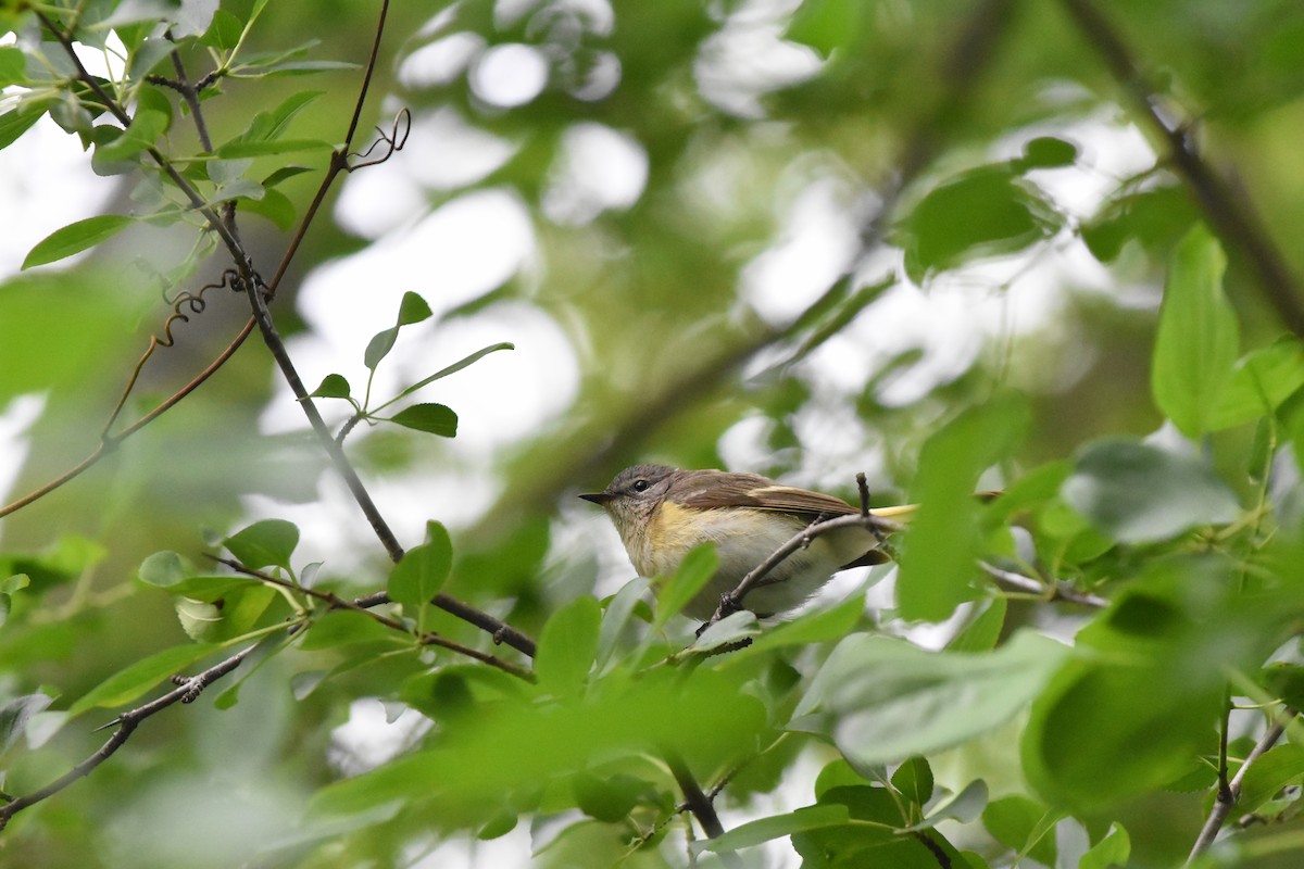 American Redstart - ML620688311