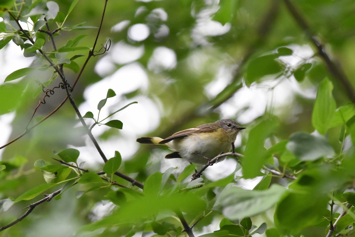 American Redstart - ML620688312