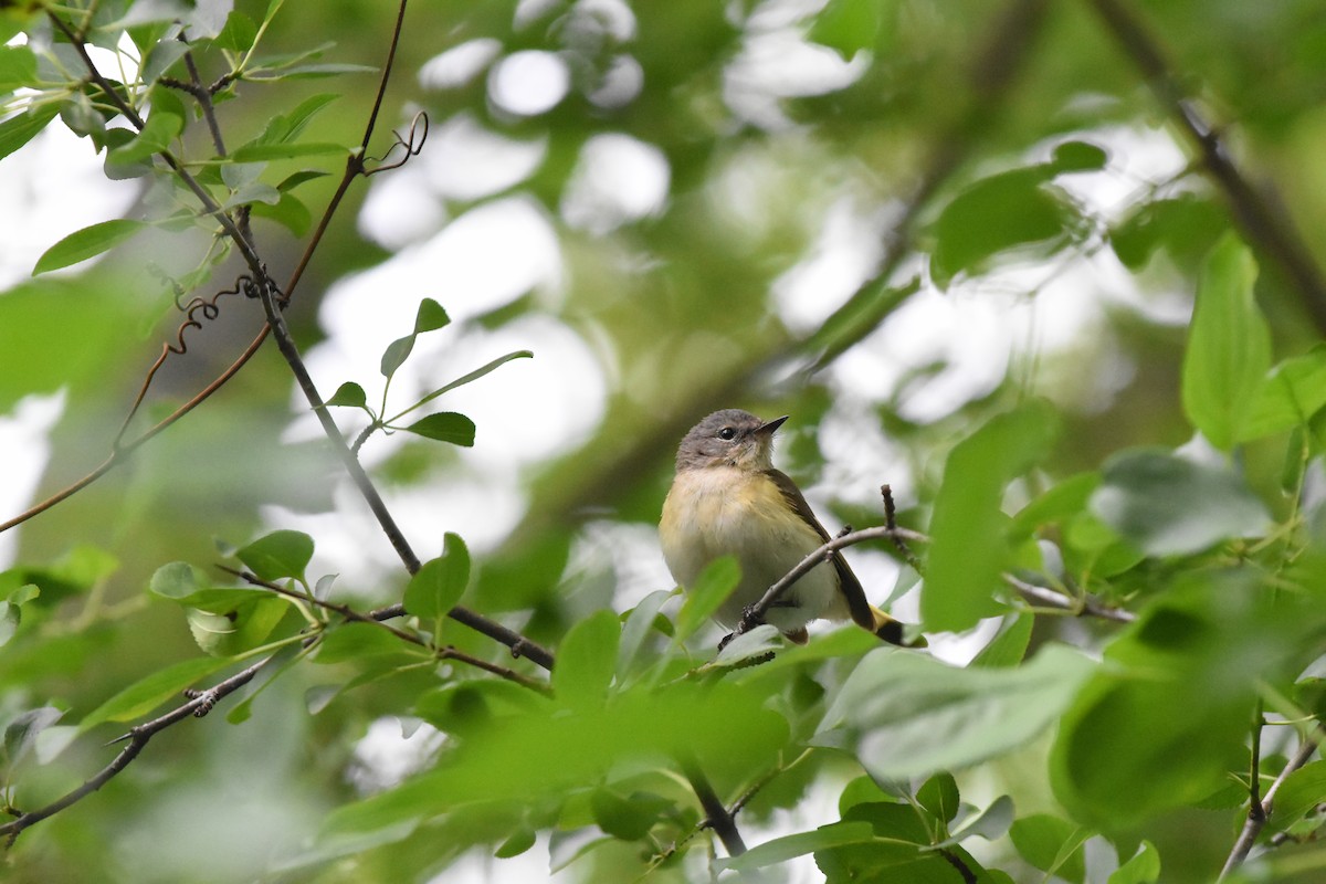 American Redstart - ML620688315