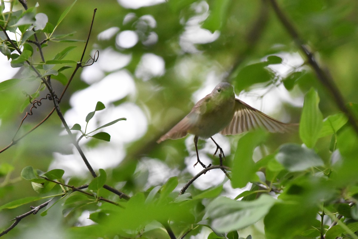 American Redstart - ML620688317