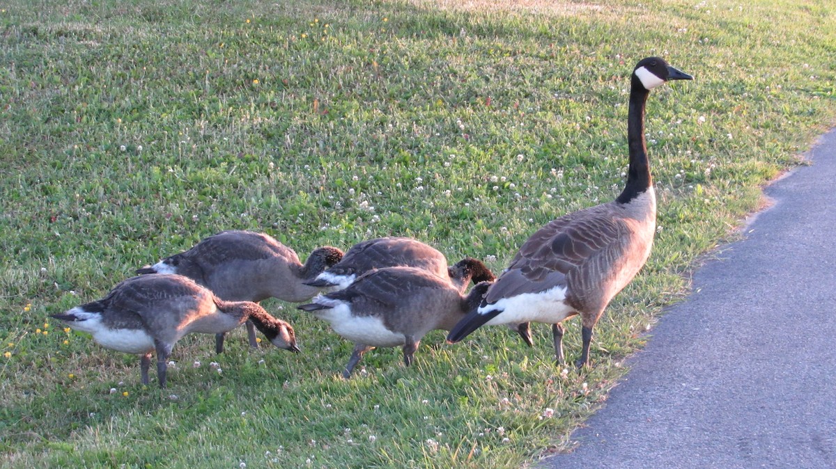 Canada Goose - ML620688318