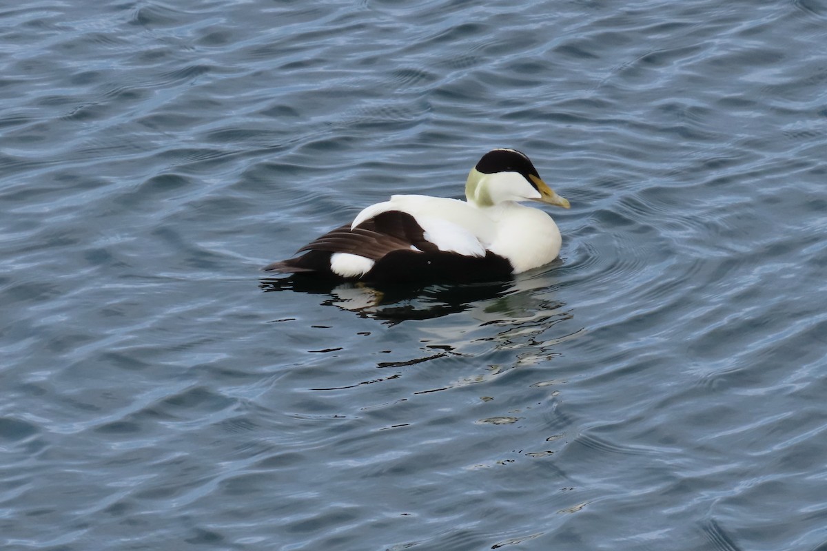 Common Eider - ML620688320