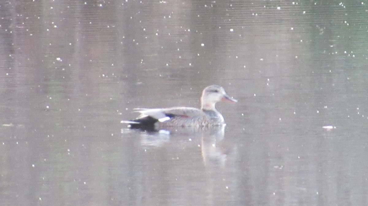 Gadwall - Rena Sherring