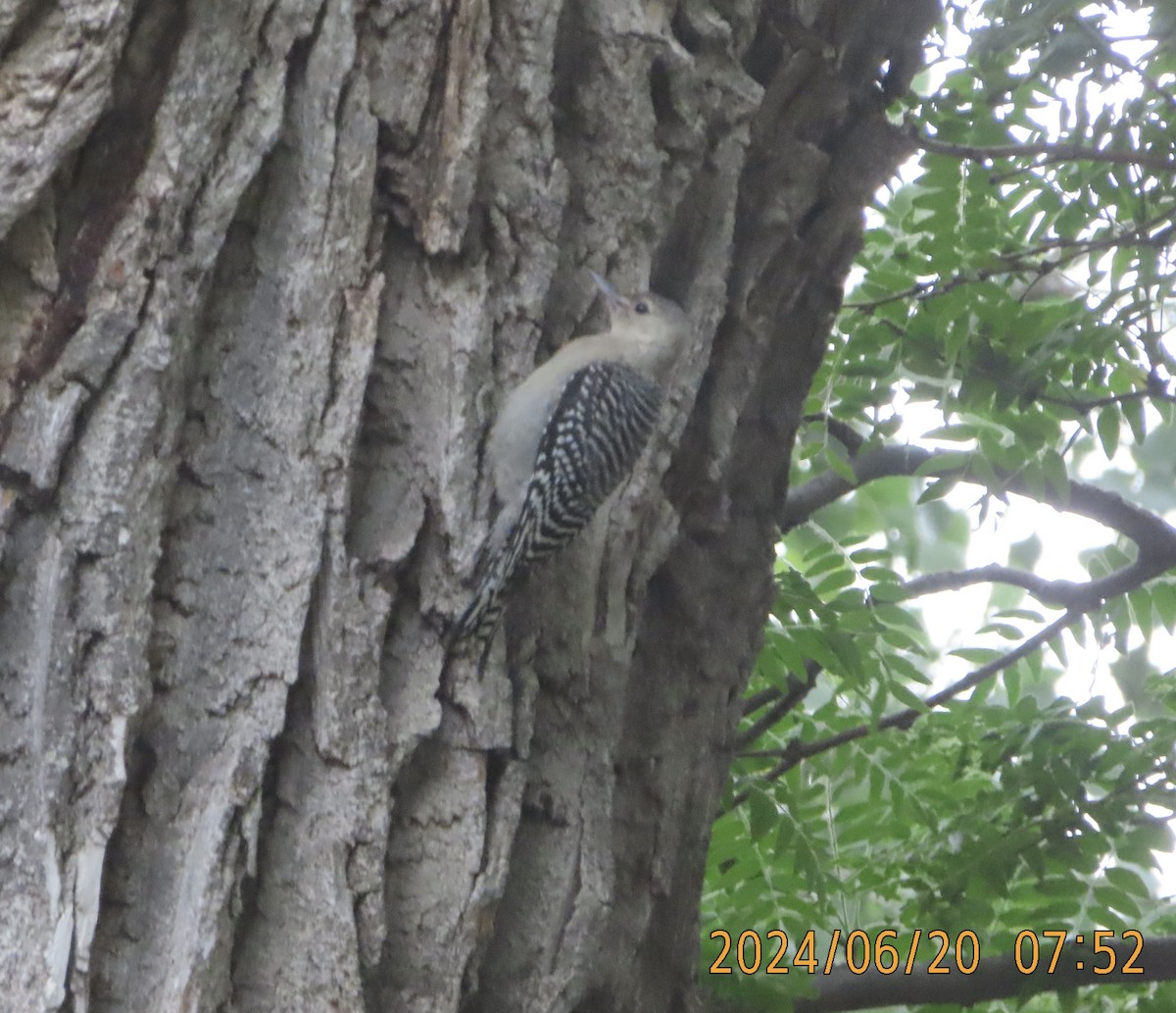 Red-bellied Woodpecker - ML620688324