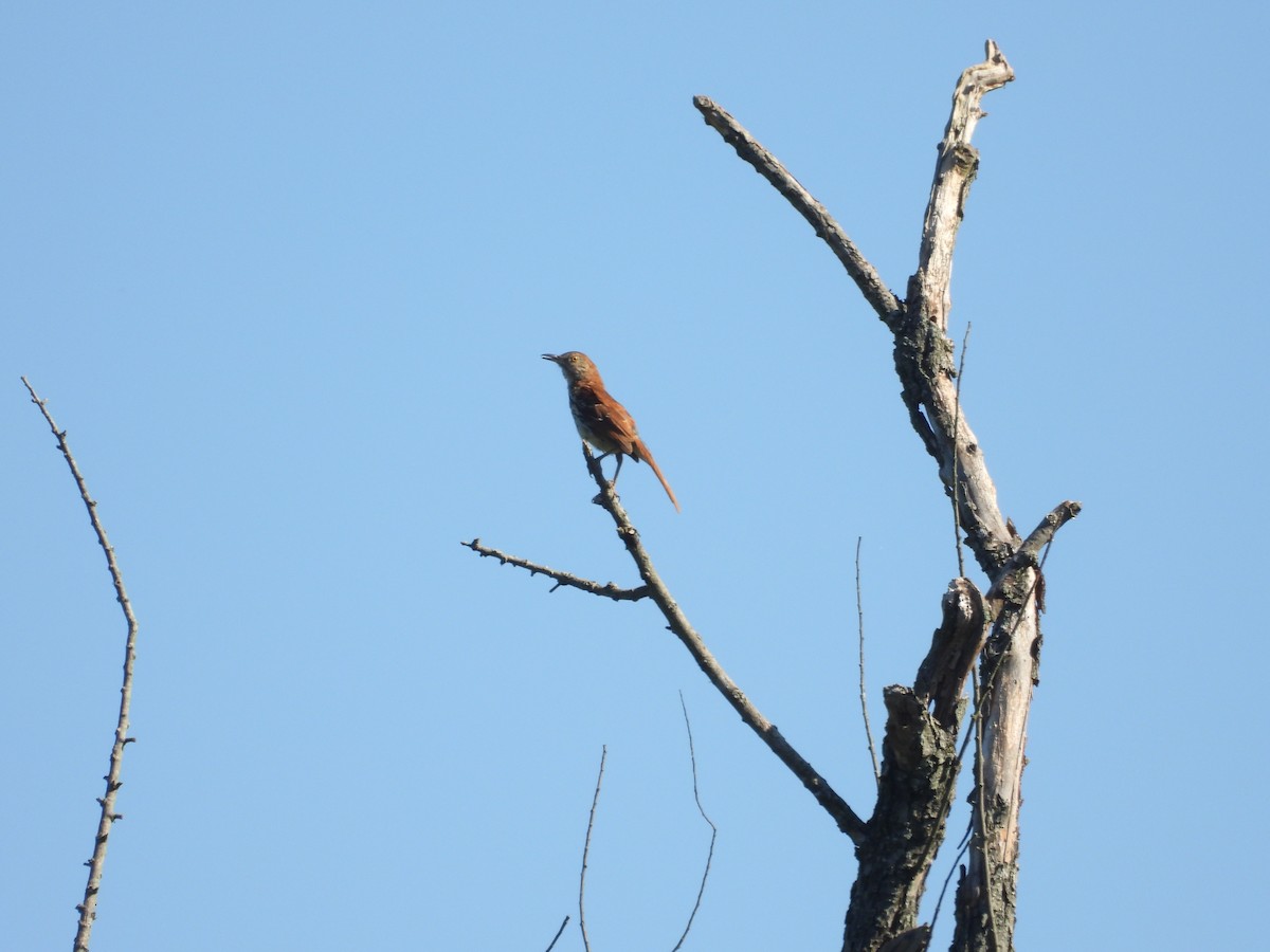 Brown Thrasher - ML620688325