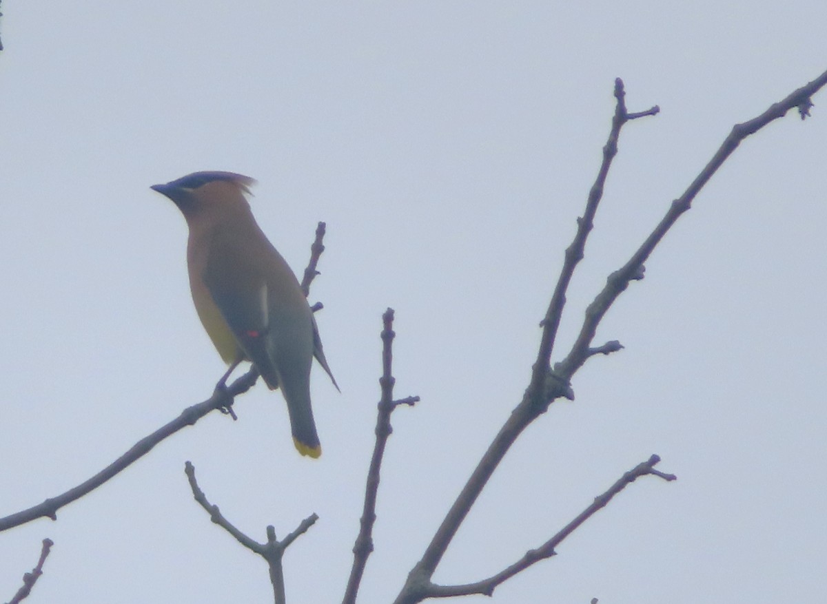 Cedar Waxwing - ML620688331