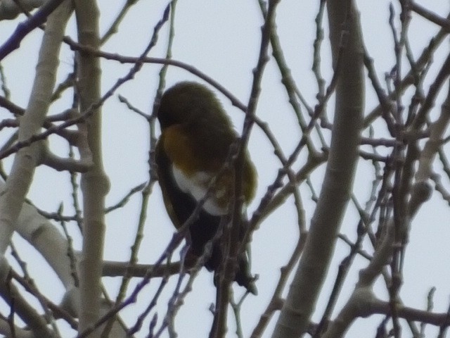 Evening Grosbeak - ML620688335