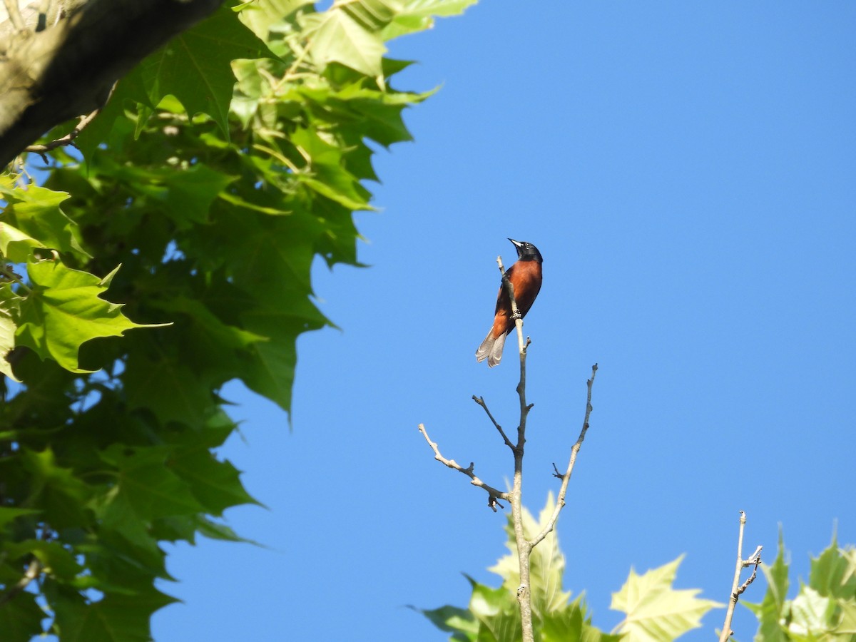 Orchard Oriole - ML620688336