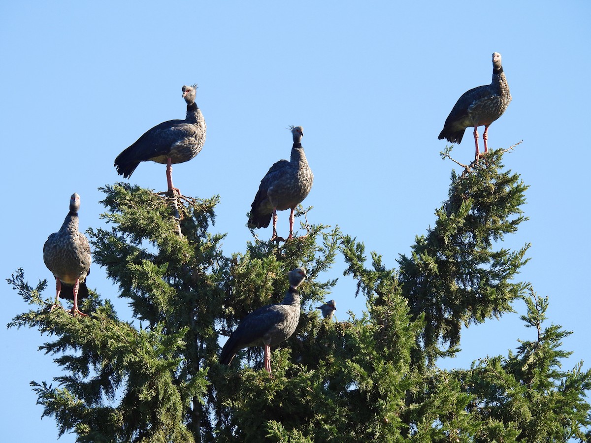 Southern Screamer - ML620688337