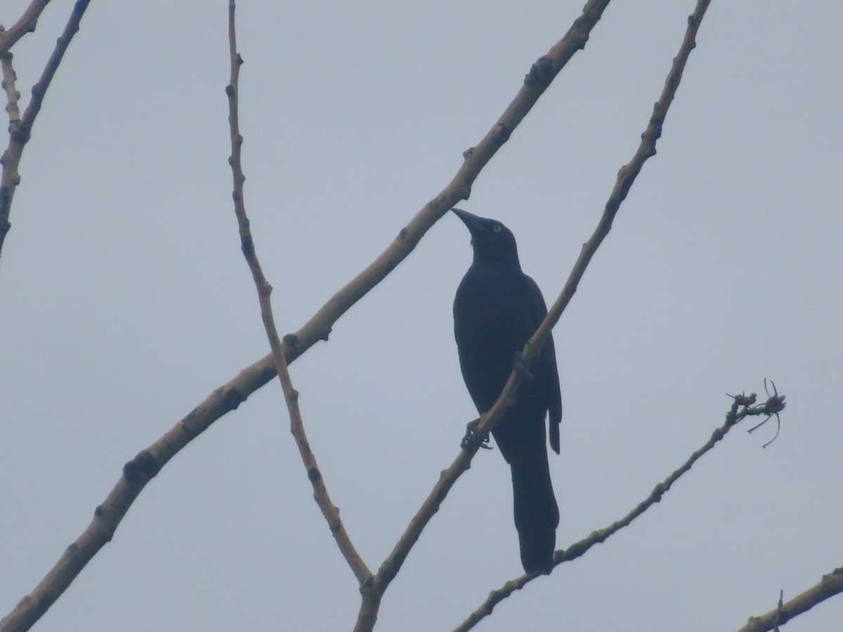 Common Grackle - ML620688338