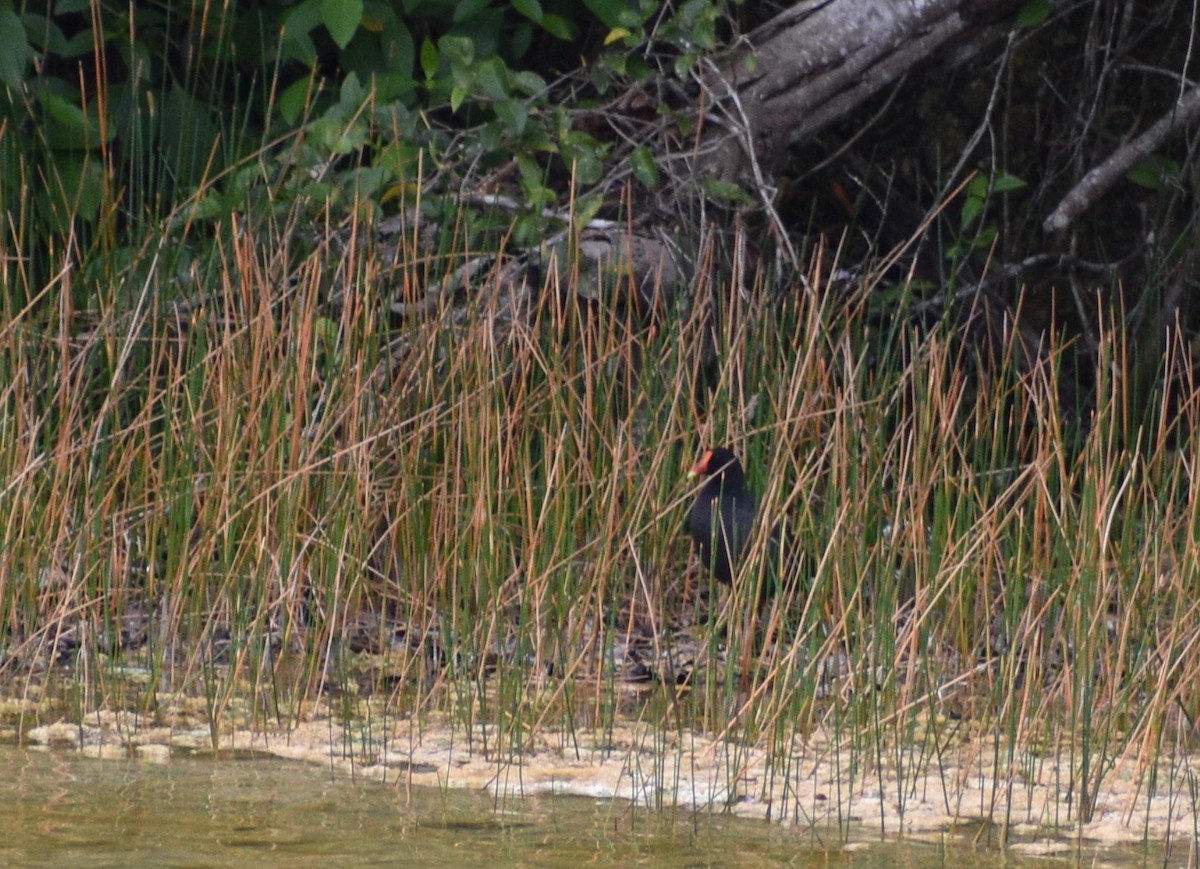 Gallinule d'Amérique - ML620688339