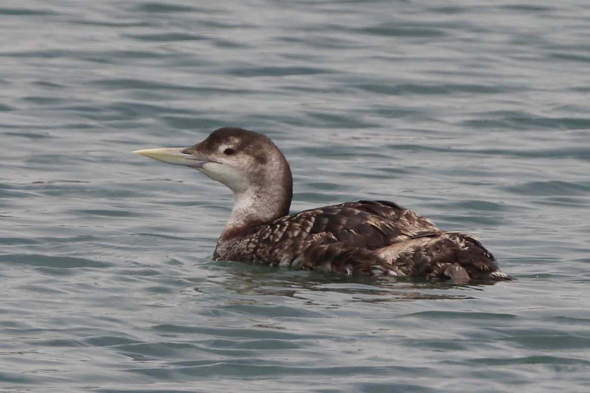 Yellow-billed Loon - ML620688340