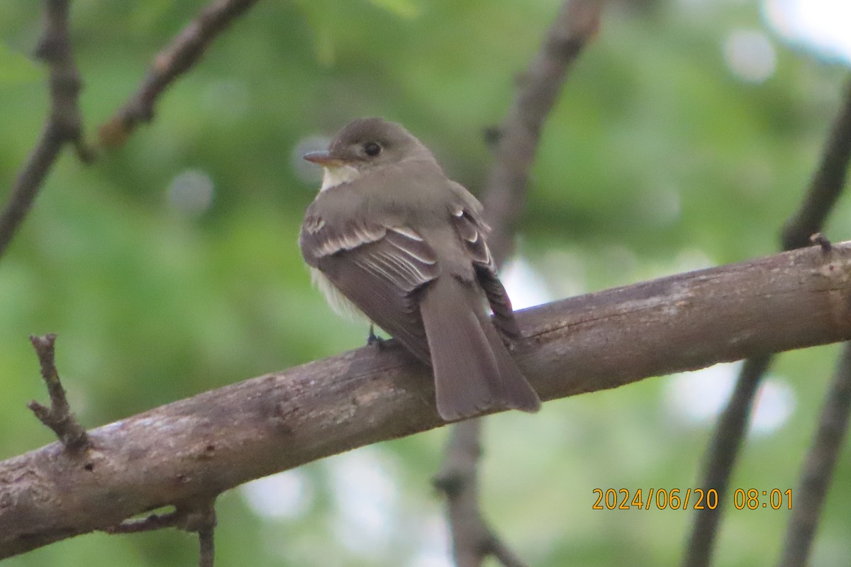 Eastern Wood-Pewee - ML620688341