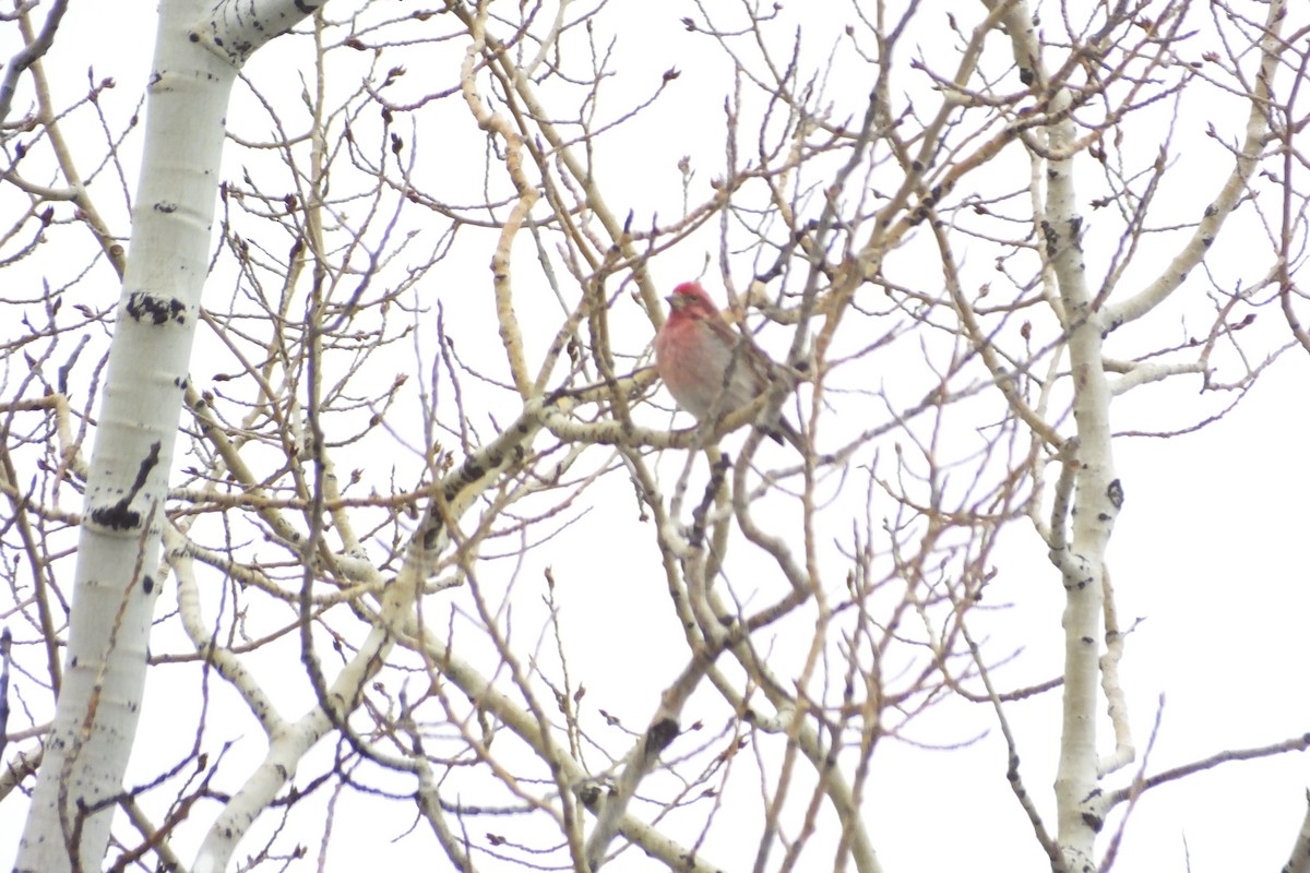 Cassin's Finch - ML620688342