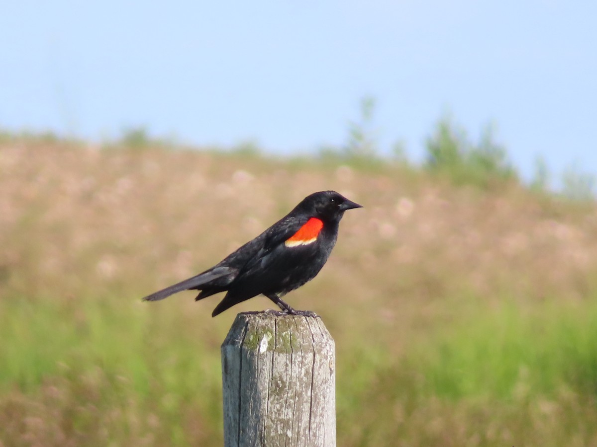 Red-winged Blackbird - ML620688346