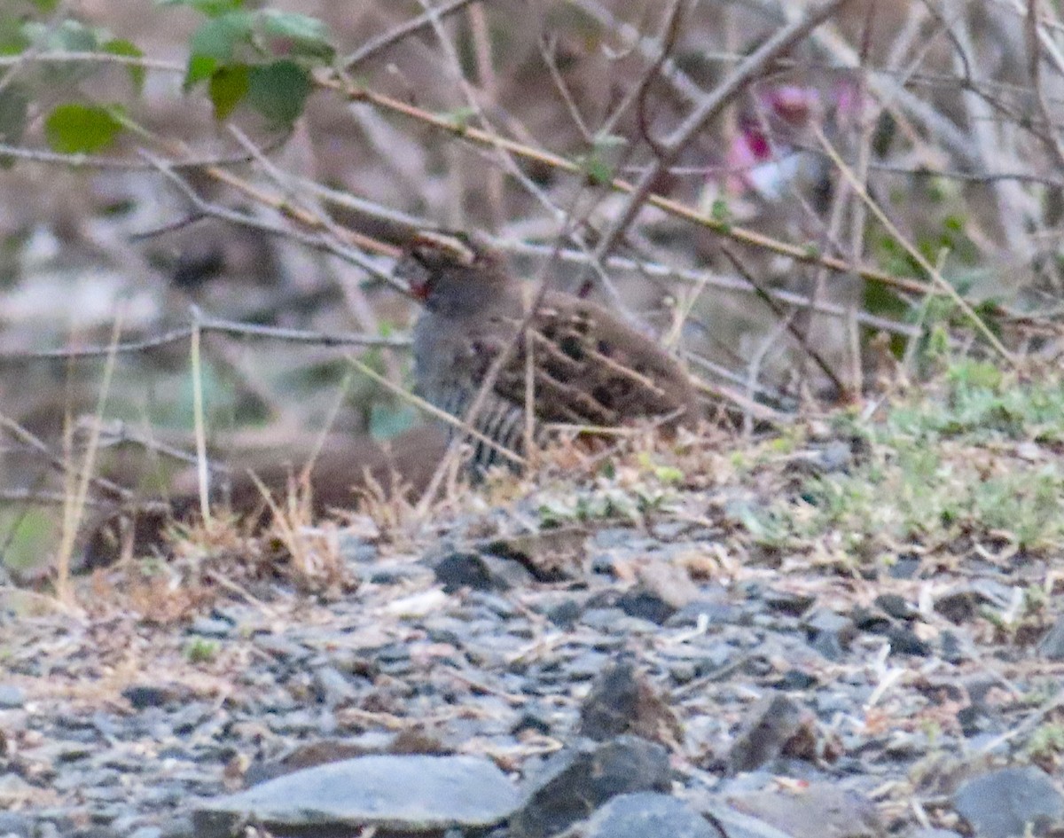 Jungle Bush-Quail - ML620688348