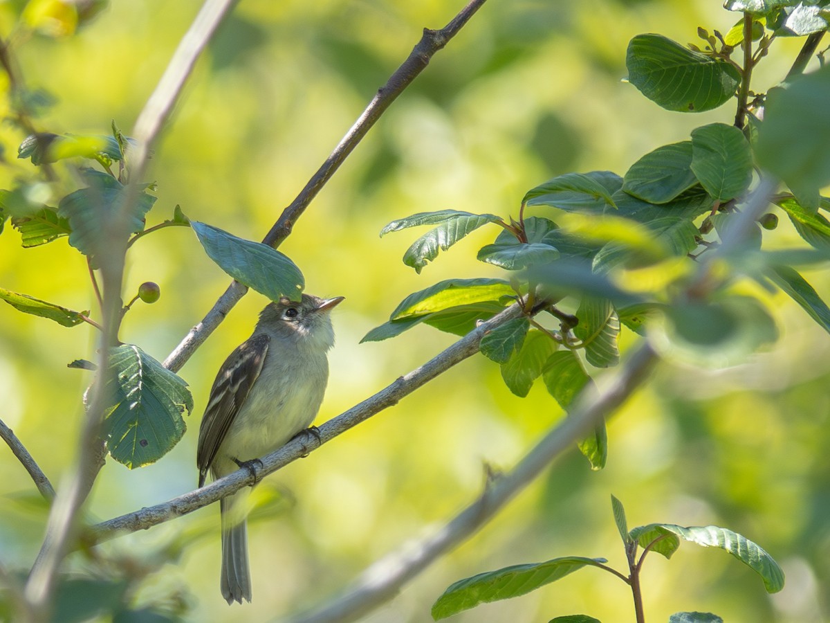 Least Flycatcher - ML620688351