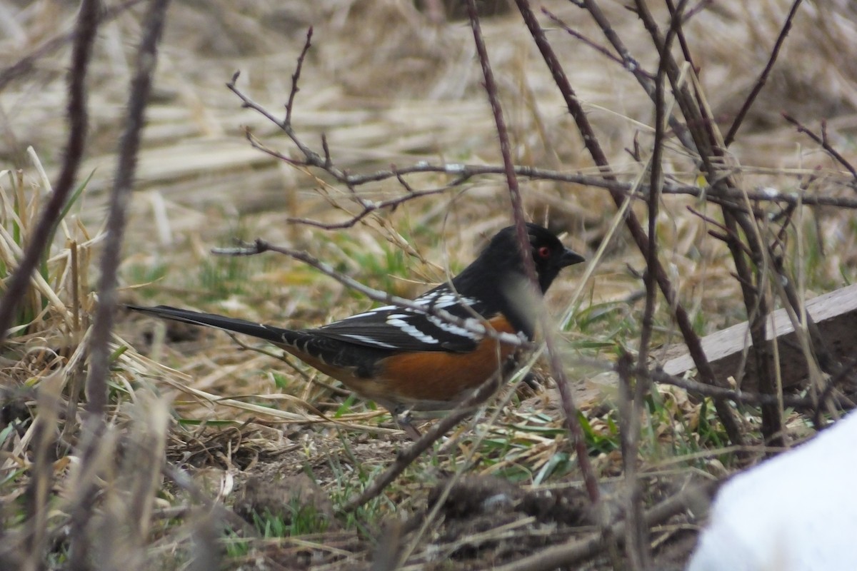 Spotted Towhee - ML620688352