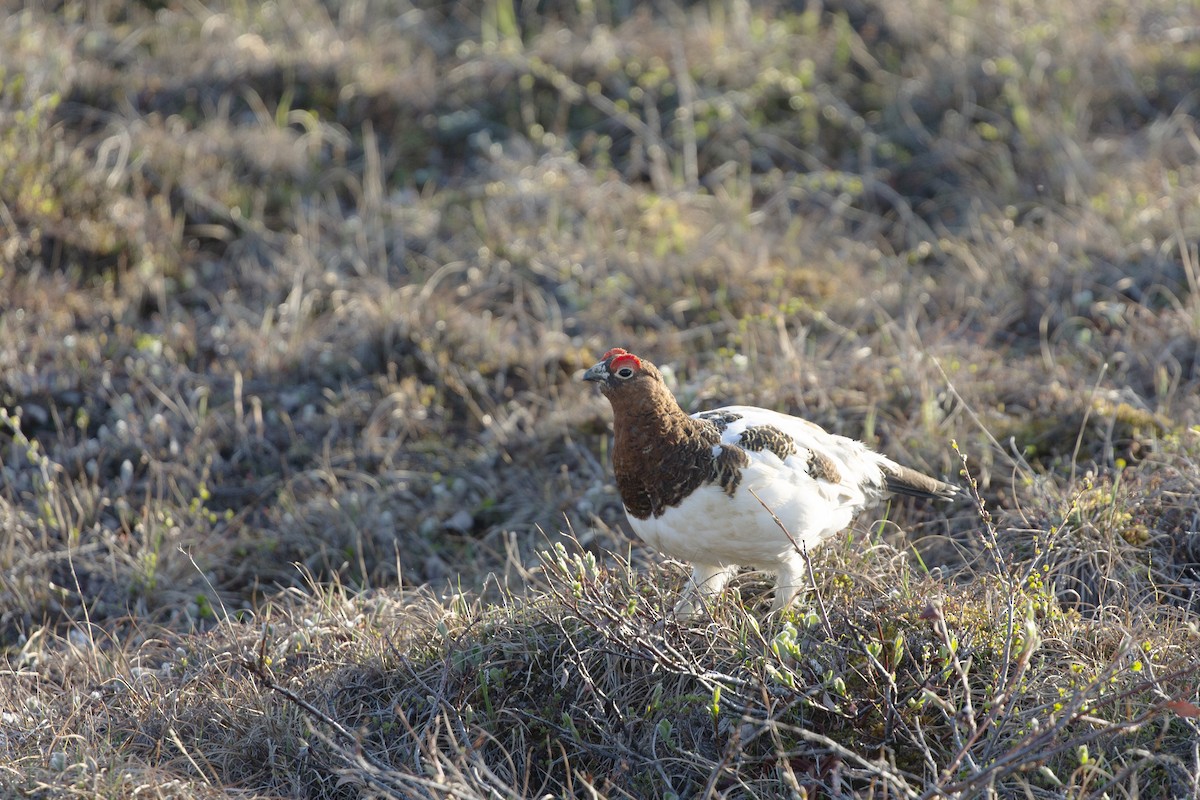 Moorschneehuhn - ML620688355