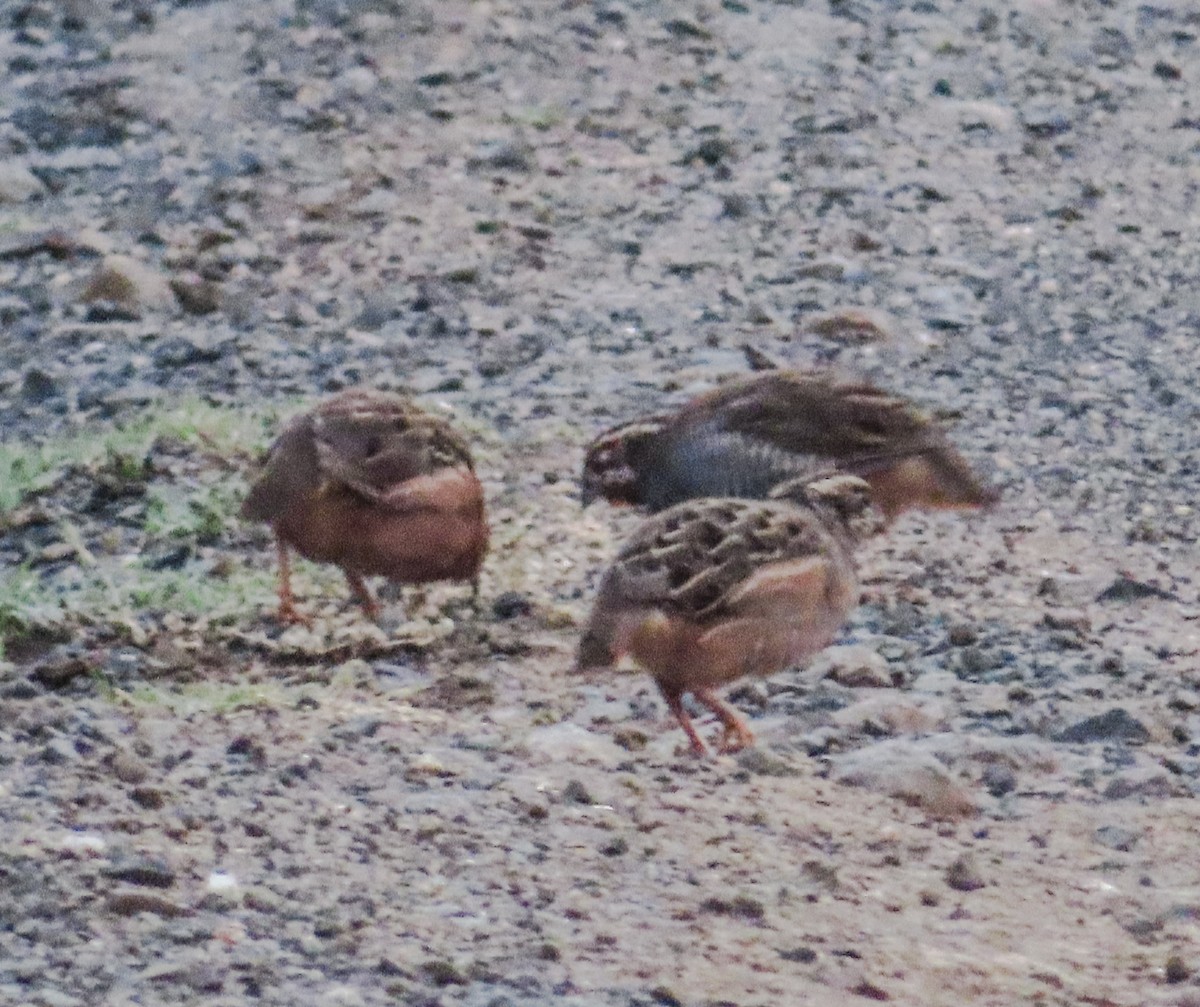 Jungle Bush-Quail - ML620688356