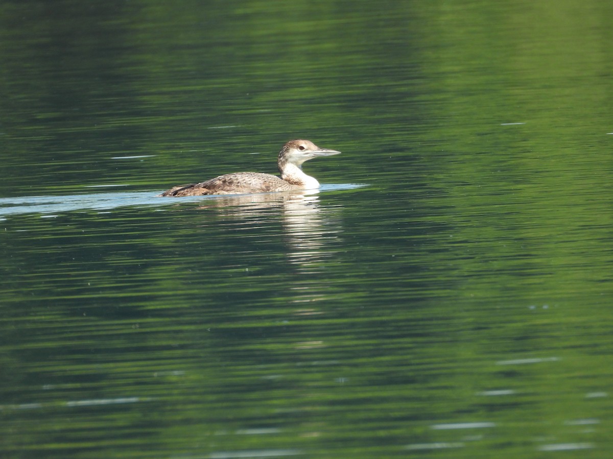 Plongeon huard - ML620688357