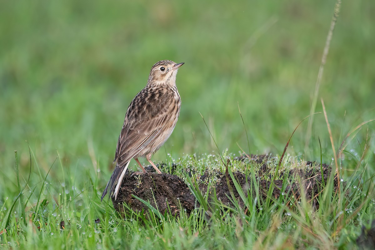 Yellowish Pipit - ML620688359