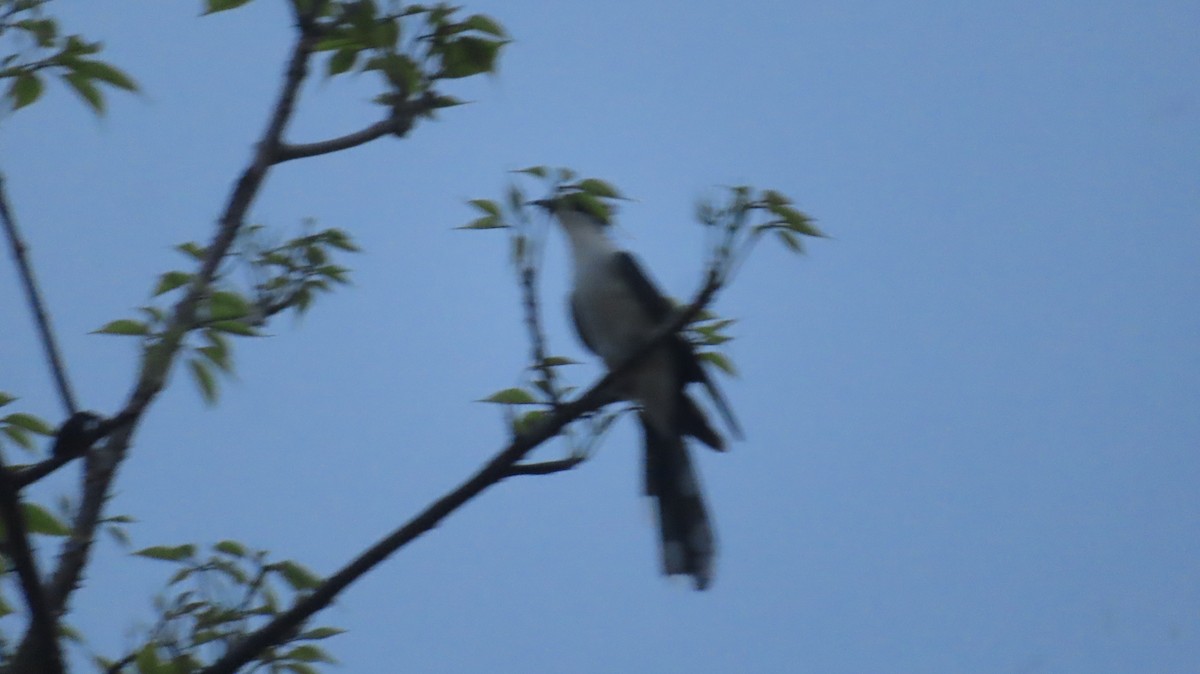 Pied Cuckoo - ML620688360