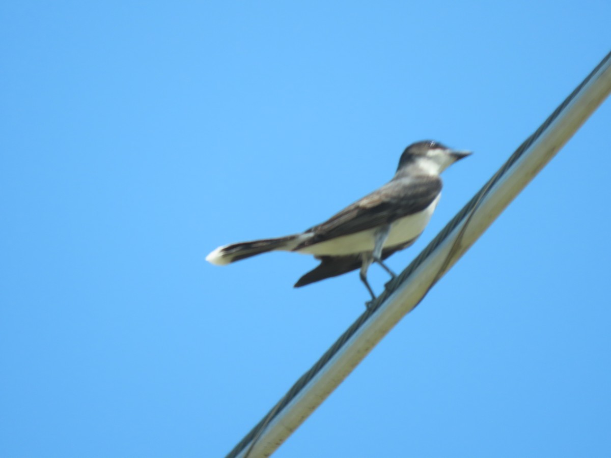 Eastern Kingbird - ML620688365