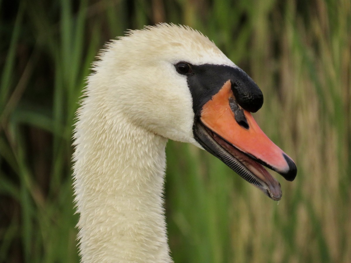 Mute Swan - ML620688366