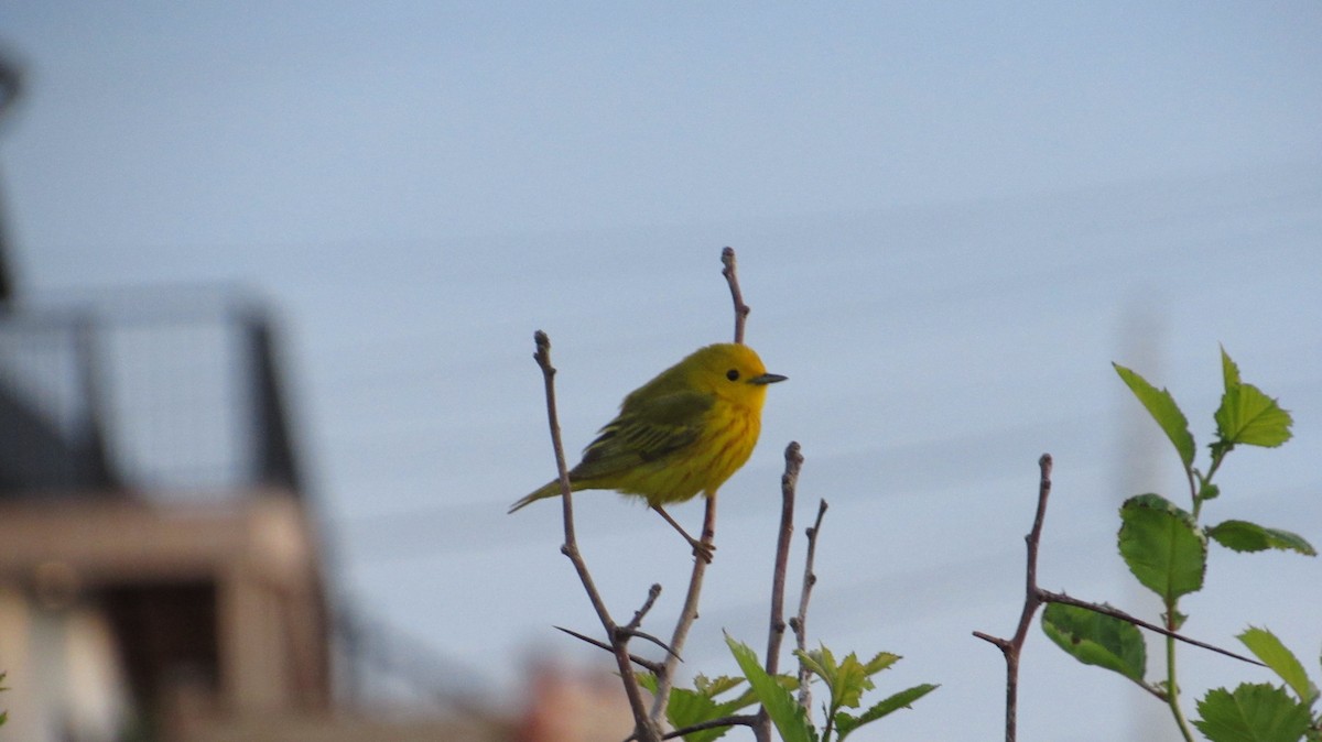 Yellow-rumped Warbler - ML620688367