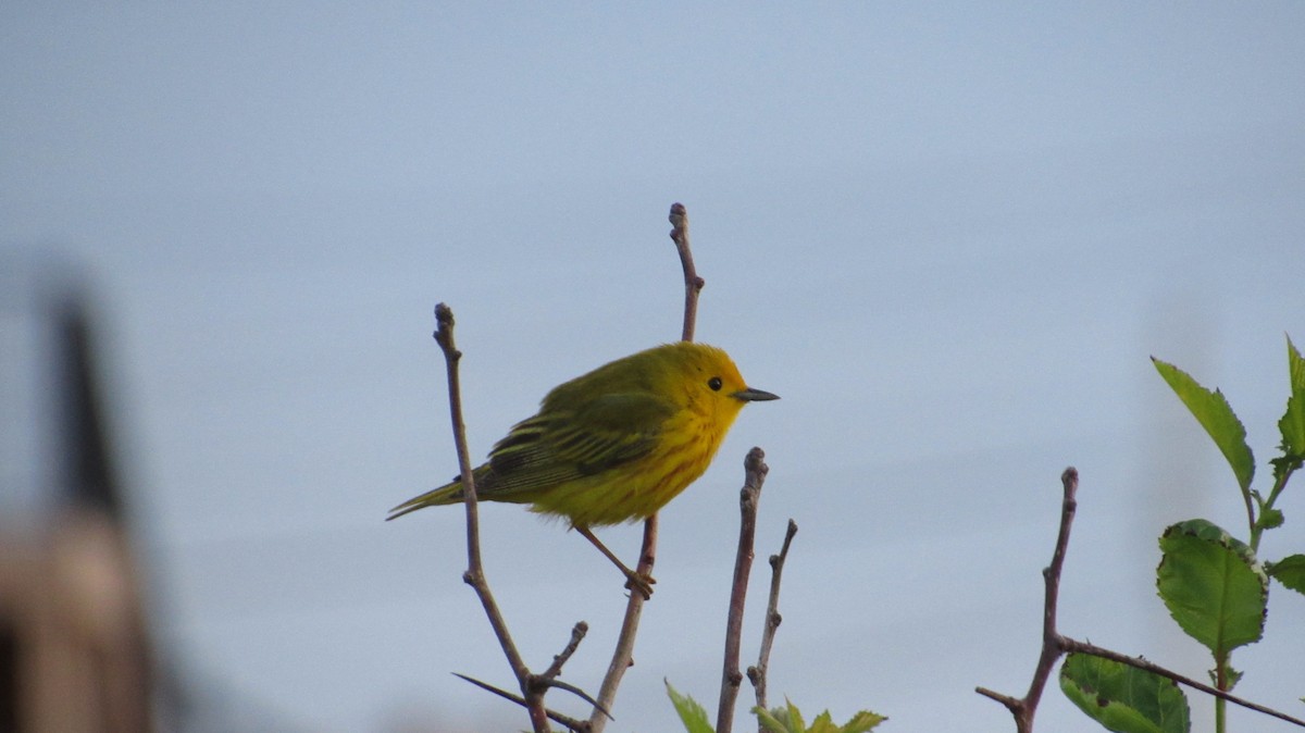 Yellow-rumped Warbler - ML620688368