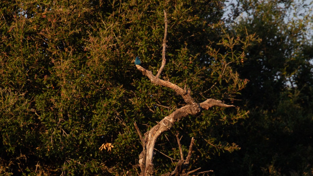 Indigo Bunting - ML620688369