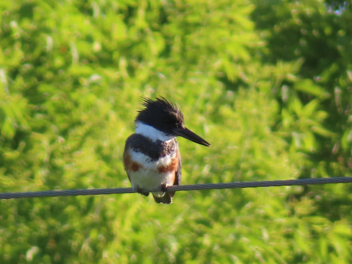 Belted Kingfisher - ML620688370