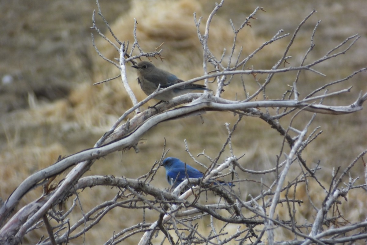 Mountain Bluebird - ML620688371