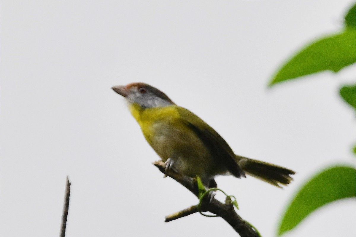 Rufous-browed Peppershrike - ML620688374