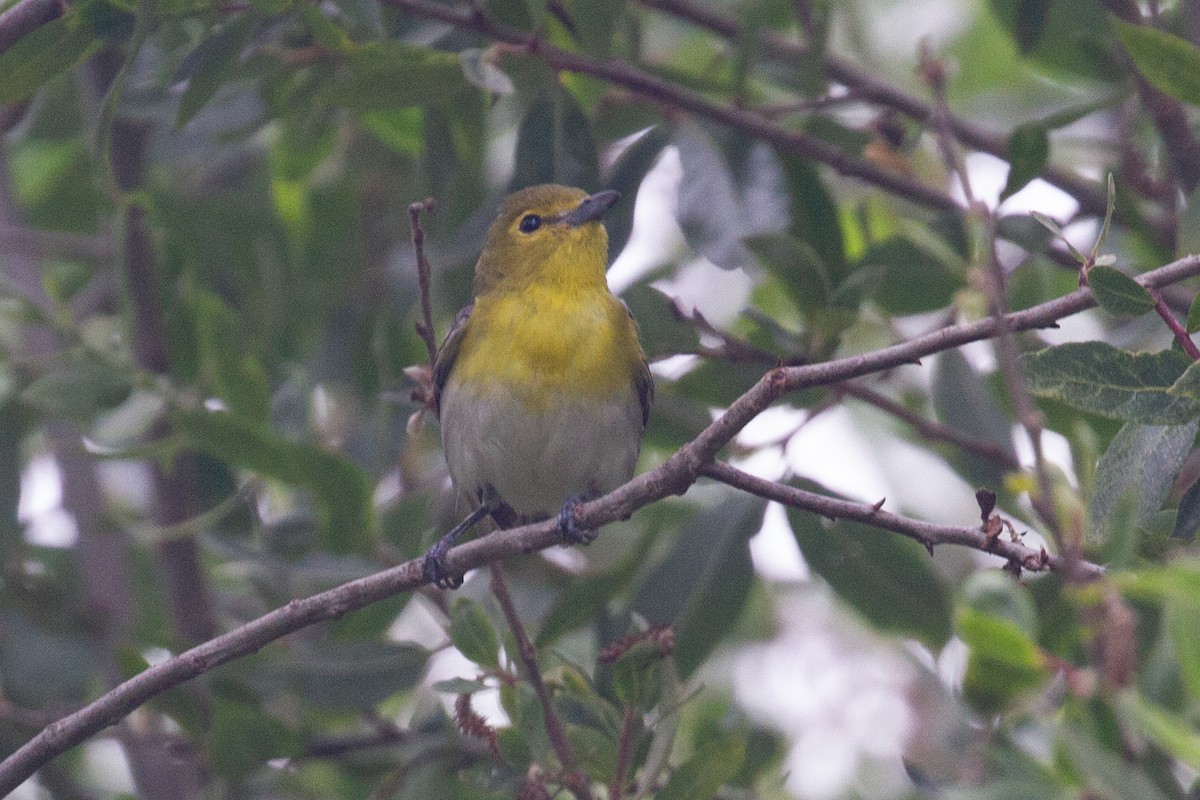 Yellow-throated Vireo - ML620688381