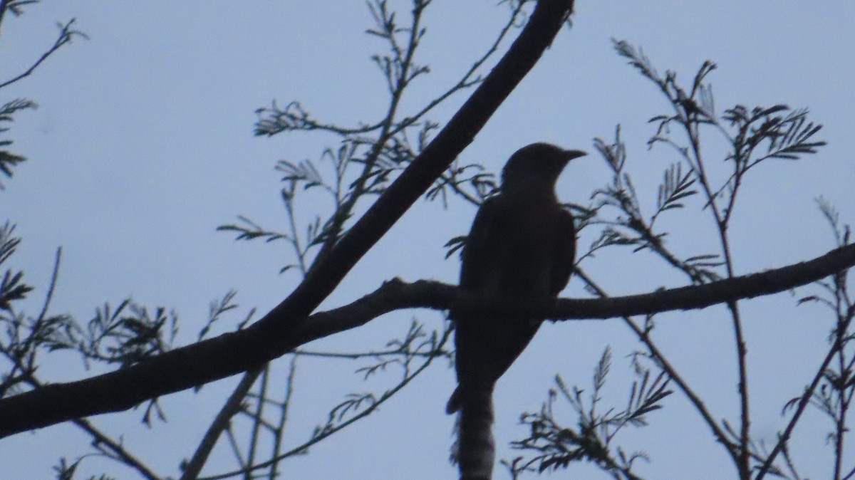 Common Hawk-Cuckoo - Sujay Biswas