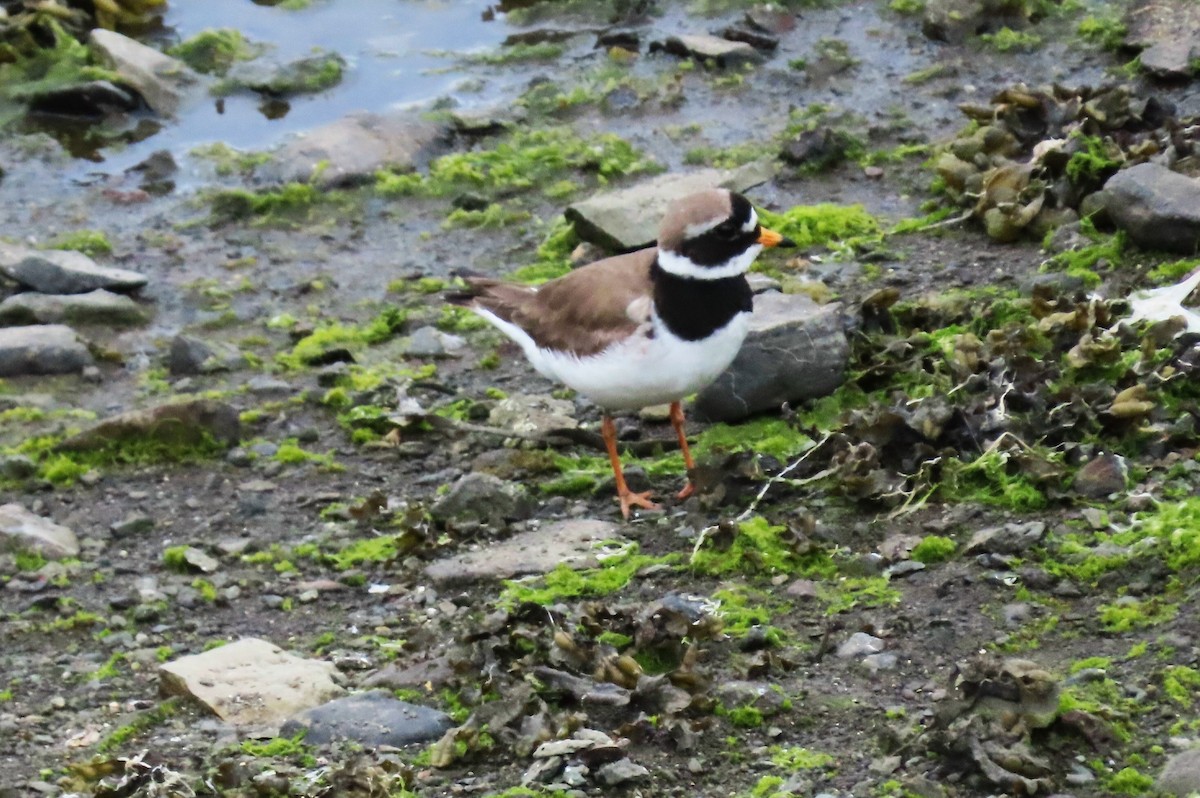 Common Ringed Plover - ML620688385