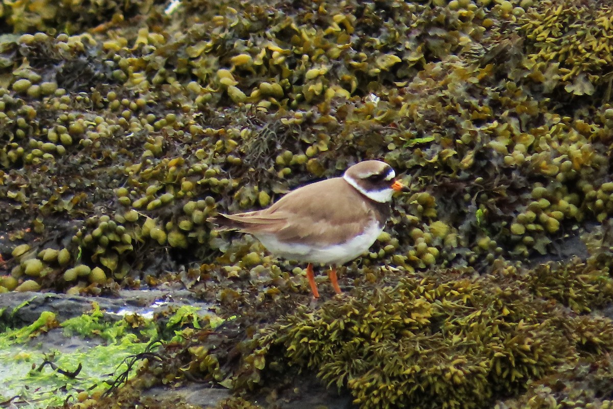 Common Ringed Plover - ML620688386