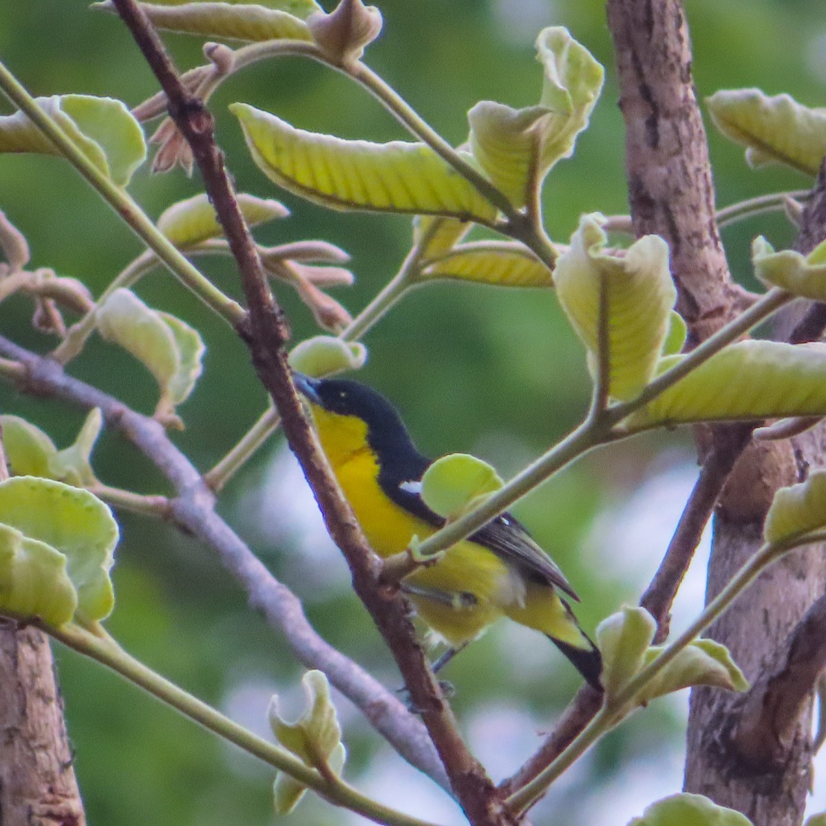 Common Iora - ML620688405