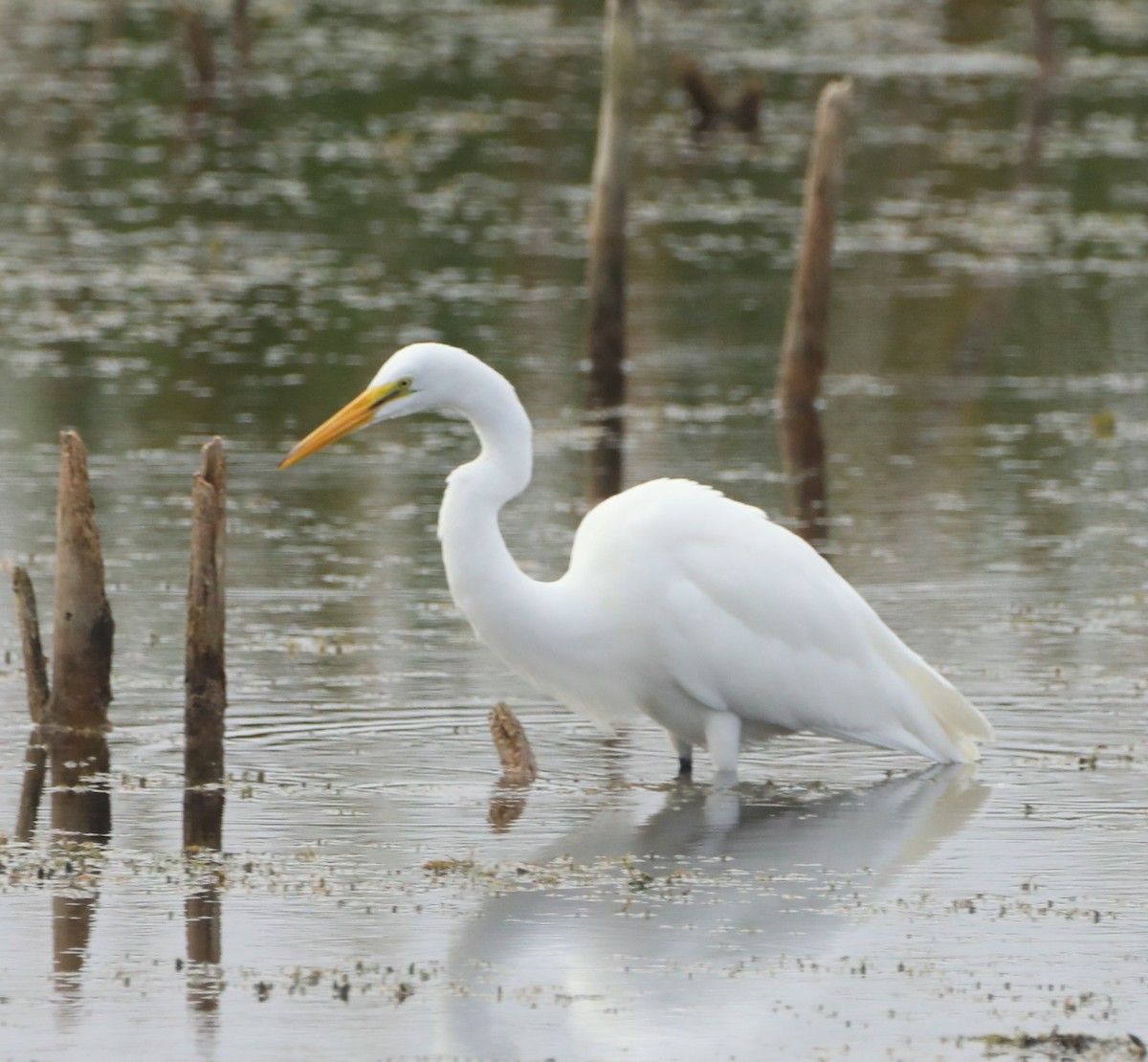 Great Egret - Glenn Blaser