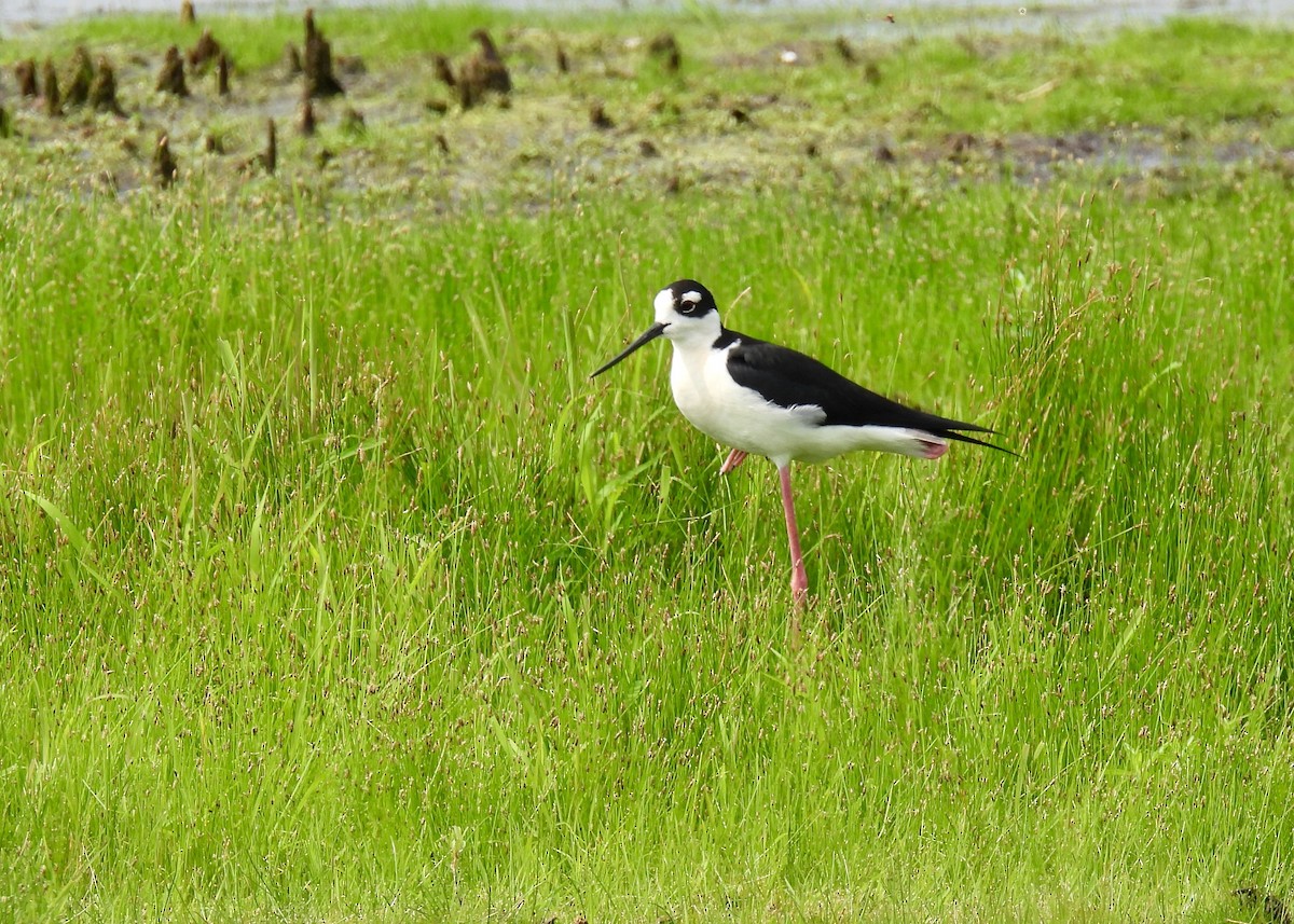 Cigüeñuela Cuellinegra - ML620688408