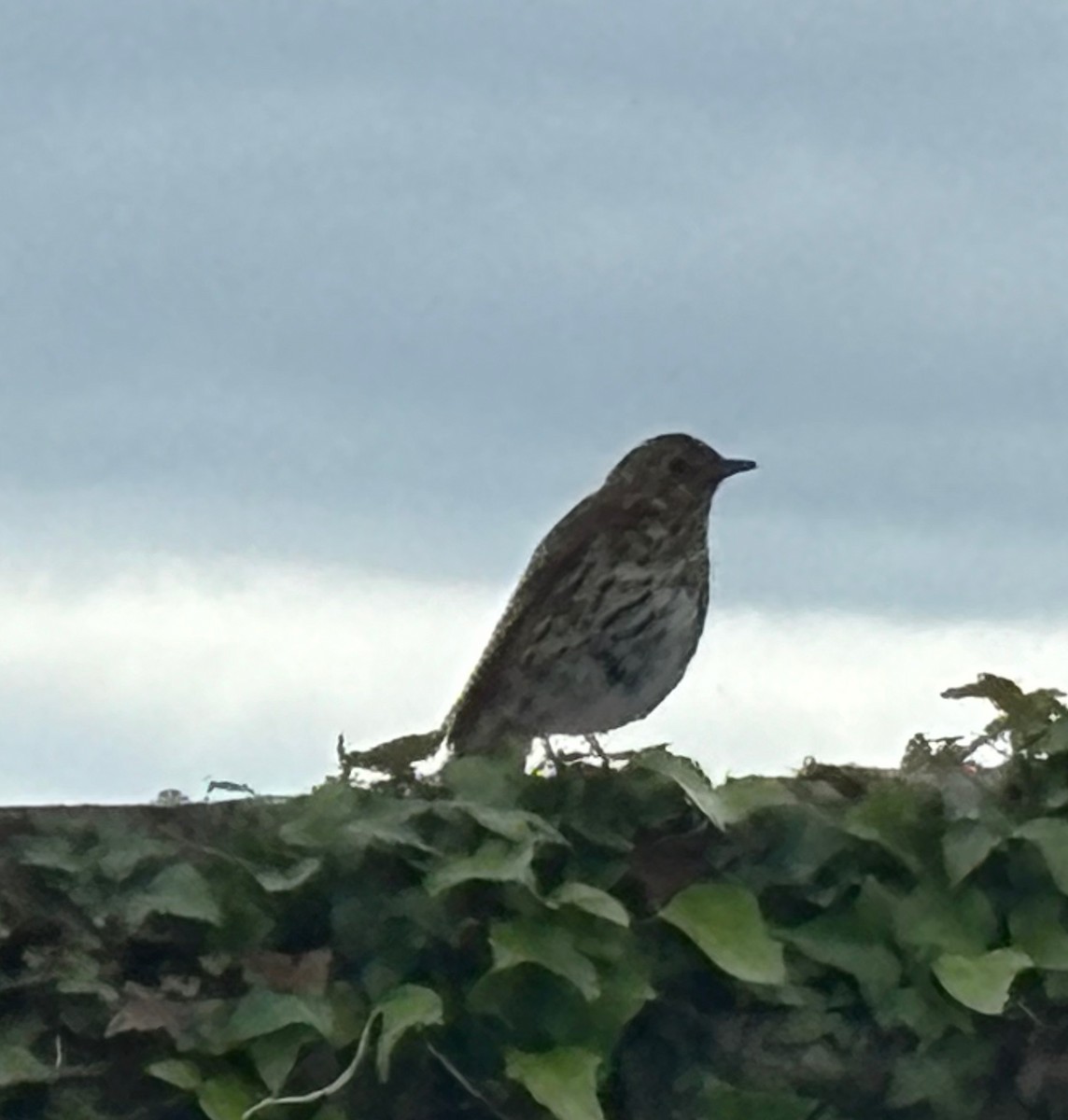 Mistle Thrush - Murray DELAHOY