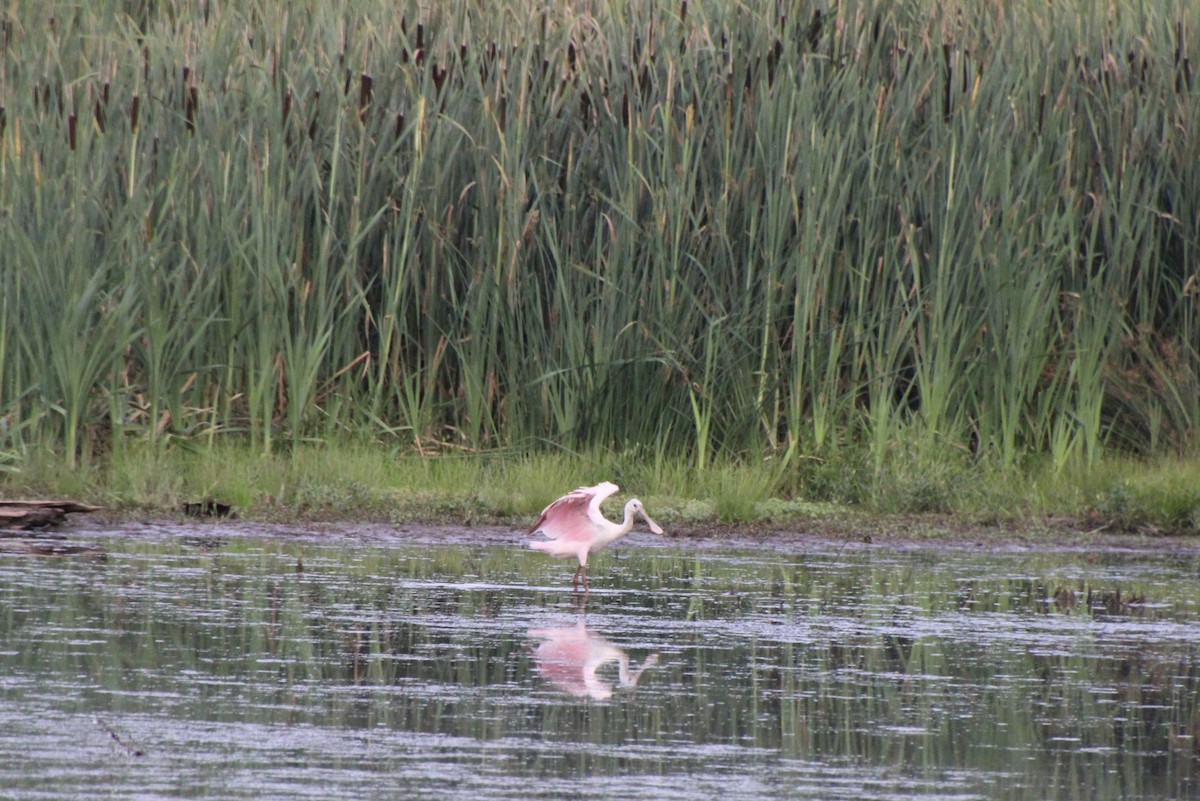 Roseate Spoonbill - ML620688410